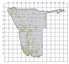 Image result for Selago dinteri