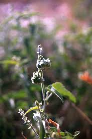 Image result for Tragia dioica