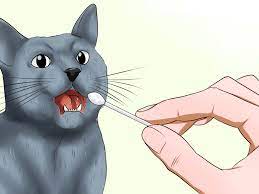 Therefore you cannot get a long haired russian blue, but you can breed it with long haired cat to try and make one. How To Identify A Russian Blue 12 Steps With Pictures Wikihow