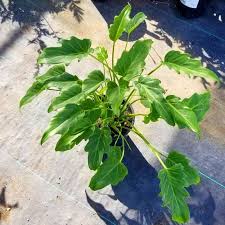 All varieties of philodendron produce what are called aerial roots. Xanadu Philodendron Xanadu Plant Wild Roots