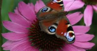 Schmetterlinge Gehoren Zu Den Bezauberndsten Gasten In Unseren Garten Viele Von Ihnen Sind Zudem Nutzliche Bestauber Und Lassen Si Garten Pflanzen Gartentipps