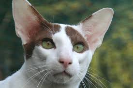 These curious kitties are often blue or green. Oriental Shorthair Cat Breeds Breed Information Mad Paws