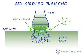 Palm Tree Growing Tips Mounding