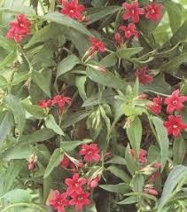 Image result for Jasminum beesianum