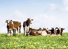 resultat de recherche d images pour cow meadow koeien koe dieren
