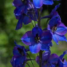 Flowers that start with a d. Flowers That Begin With D A To Z Flowers