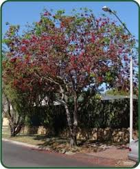 Image result for Schotia brachypetala