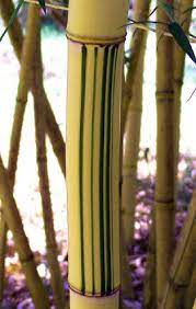Phyllostachys Vivax 39 Aureocaulis 39 Bamboo Garden Fences Phyllostachys Bamboo Decor