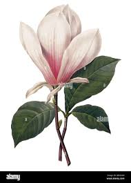 Image result for Magnoliaceae