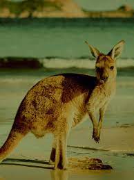 That depends… there are many different kinds of kangaroos, and kangaroo diet and habitat varies accordingly. What Do Kangaroos Eat