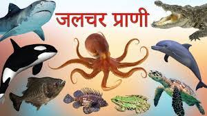 Water Animals Name In Hindi And English À¤ª À¤¨ À¤® À¤°à¤¹à¤¨ À¤µ À¤² À¤ À¤µ À¤ À¤¤ À¤ À¤¨ À¤®
