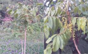 Image result for Brucea antidysenterica