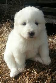 Southwest michigan (swm) the thumb, mi (thb) toledo, oh (tol) upper peninsula, mi (yup). 330 Pyrs Ideas In 2021 Great Pyrenees Great Pyrenees Dog Pyrenean Mountain Dog