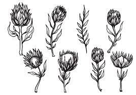 Set Of Hand Drawn Protea Flower Vector This Illustrations Are Best Fit For Vintage Or Classics Design Theme Get It Fo Protea Flower African Tattoo Protea Art