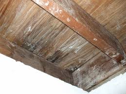 How To Treat A Mold Infestation On Wood With Borax 20 Mule Team Powder With Images Wood Musty Smell In House Old Wood Floors