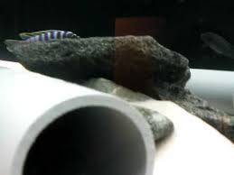 Image result for Odontosoria afra