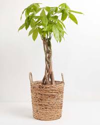 Money tree gift basket grab bag ideas hackettstown nj 512 x 768. Money Tree For Delivery Tropical Indoor Plants Lively Root