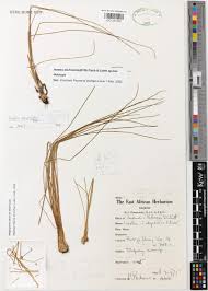 Image result for Isoetes welwitschii