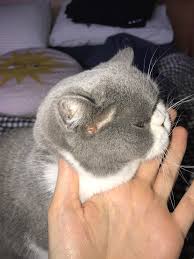 Merlin michael gruber white walker cats that dont shed game of thrones fisher cat jellicle cats daenerys targaryen cat movie. Scab Around Cat Ear Fleas What Is It From Cats