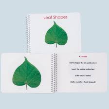 Botany Cabinet Leaf Shapes External Anatomy Booklet