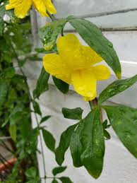 Image result for Jasminum schimperi