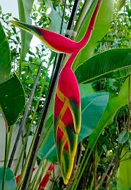 Image result for Raphia rostrata