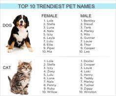 The best indian dog names might come from history, art, celebrity culture, fashion, fine dining, and even your family tree. Cute Dog Names In India Cute Dog Wallpapers