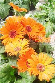 The Secret To Growing Gerberas In Houston Organic Gardening Tips Gerber Daisies Gerberas