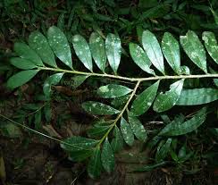 Image result for Erythroxylum emarginatum