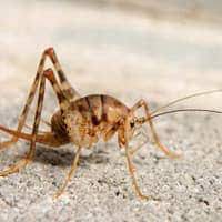 What do crickets eat and drink. Are Camel Crickets Dangerous Schendel Blog