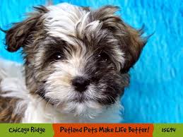 Just 2 little girls left from a litter of 6 gorgeous pure bred havanese puppies. Havanese Puppies Petland Chicago Ridge