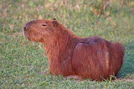 We did not find results for: Capybara Wikipedia