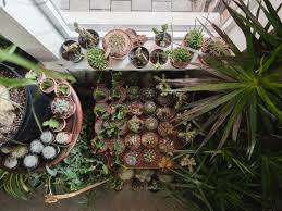 But during normal days, you want to keep your plant under warm temperatures, preferably above 50°. These 7 Awesome Plant Stores Will Help Up Your Interior Design Game Gq