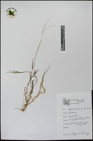 Image result for Digitaria longiflora