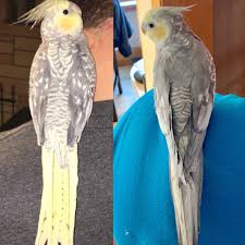 How To Understand Cockatiel Gestures (With Pictures) - Wikihow
