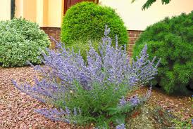 Image result for Perovskia atriplicifolia lacey blue lisslitt photo