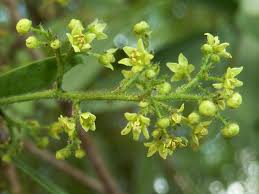 Image result for Searsia leptodictya