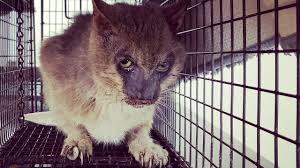 Werewolf cat cats and kittens lykoi cat cat lovers cats dog cat cat breeds dog personality cute animals. Abandoned Werewolf Cat Rescued From Life Of Pain Youtube