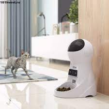 pin na doske koshku rvyot posle edy