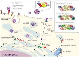 In september 2009 the first documented, locally acquired cases of dengue fever in eighty years were diagnosed in individuals living in or visiting key west, florida. Molecular Insight Into Dengue Virus Pathogenesis And Its Implications For Disease Control Cell