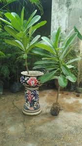 Maybe you would like to learn more about one of these? Champa Flower Plant à¤« à¤² à¤µà¤° à¤— à¤ª à¤² à¤Ÿ à¤« à¤²à¤¦ à¤° à¤ª à¤§ Sangeet Nursery Enterprises Delhi Id 17529816833