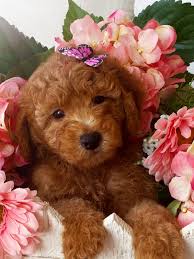 We raise f1b and f1 goldendoodles in the mini, medium and standard sizes. Goldendoodle Puppies For Sale Massachusetts American Goldendoodle