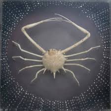 Spider Crab