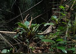 Image result for Peperomia fernandopoiana