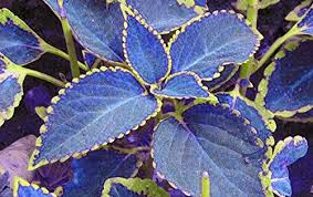 Shade Container Plants 10 Of The Best Blue Annuals For Planters In The Shade Gardening From House To Home Blue Plants Shade Plants Plants