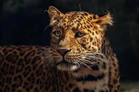 Top 15 Most Dangerous Amazon Rainforest Animals Rainforest Animals Amazon Rainforest Animals Dangerous Animals