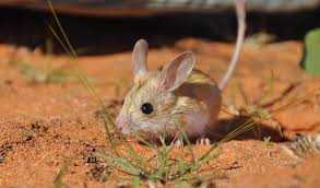 Locals in gilgandra, new south wales, say it is their worst mouse infestation in decades. Endangered Dusky Mouse Protected By Dingoes Australian Geographic