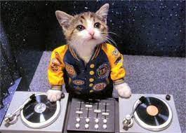 Remember Disco Duck Now We Have Disco Kitteh Eric Lee Bowens Dj Kitty Cats Animals