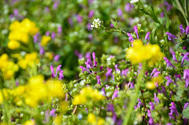 We did not find results for: 3 Edible Weeds You Can Eat From Your Own Backyard Gardensall