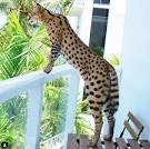 Stryker The Cat (Cat) - Bio, Facts, Family | Famous Birthdays